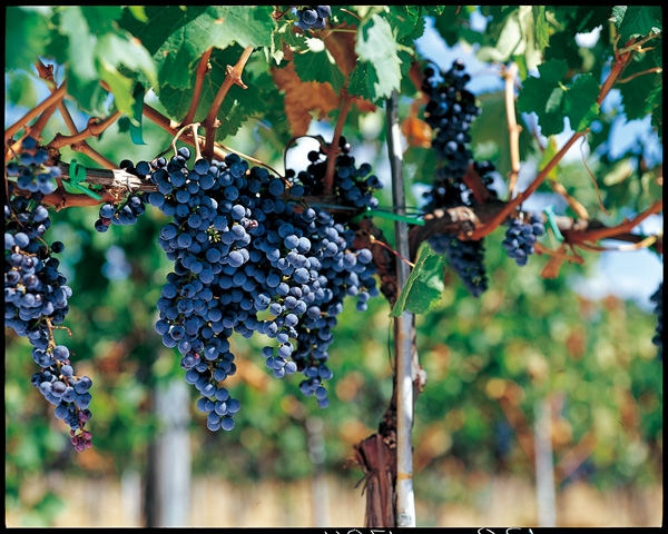 C1---菲拉格慕---il-Borro---Grapes.jpg